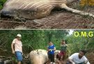 The whale was found far from…
